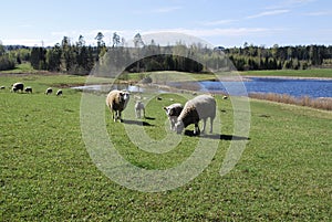 Sheep graze in green meadow, pond and spring forest in the background.