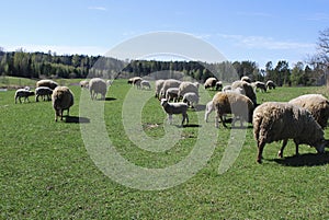 Sheep graze in green meadow, pond and spring forest in the background.