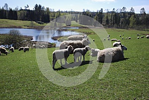 Sheep graze in green meadow, pond and spring forest in the background.