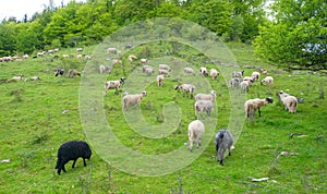 Sheep graze on green pasture in the mountains