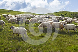 Sheep graze on a high mountain plateau