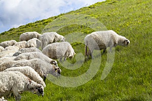 Sheep graze on a high mountain plateau