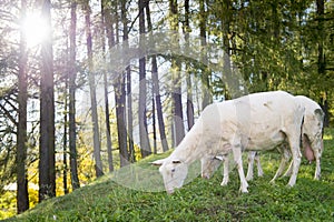 Sheep graze at hill with forest in back