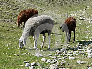 Sheep graze in Hissar valley