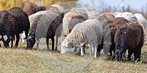 Sheep graze in the meadow