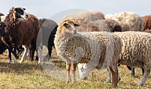 Sheep graze in the meadow