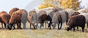 Sheep graze in the meadow