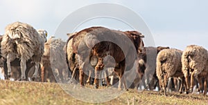 Sheep graze in the meadow