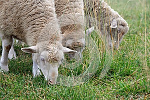 Sheep graze in the meadow. sheep eating green grass in the field