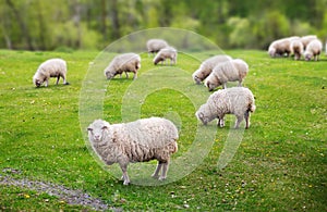 Sheep graze photo