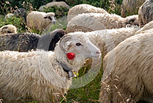 Sheep graze in the mountains. Traditional economy Highlanders