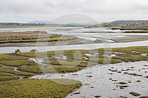 Sheep graze near the beach in Maghera, Ardara, Co Donegal, Ireland