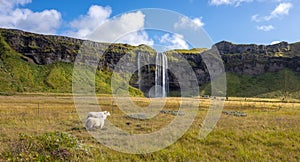 Sheep graze near the waterfall Seljalandsfoss, Iceland
