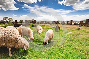 Sheep graze in Noratus