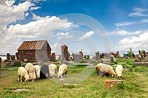 Sheep graze in Noratus
