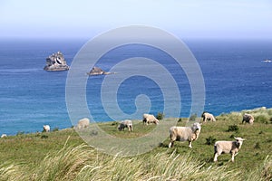 Sheep graze on pasture on the cliff, South Island, New Zealand