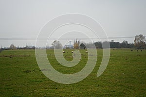 Sheep graze in a pasture at the Stadtrandhof, Waltersdorfer Chaussee, 12529 Schoenefeld, Germany