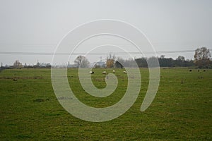 Sheep graze in a pasture at the Stadtrandhof, Waltersdorfer Chaussee, 12529 Schoenefeld, Germany