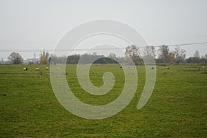 Sheep graze in a pasture at the Stadtrandhof, Waltersdorfer Chaussee, 12529 Schoenefeld, Germany