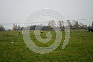 Sheep graze in a pasture at the Stadtrandhof, Waltersdorfer Chaussee, 12529 Schoenefeld, Germany