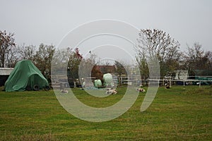 Sheep graze in a pasture at the Stadtrandhof, Waltersdorfer Chaussee, 12529 Schoenefeld, Germany