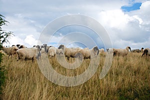 Sheep graze the pastures in autumn. Herd of sheep and lambs running on mountains. Group of domestic sheep on meadow eating green g