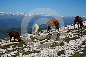 Sheep graze on rocky meadow in the mountains