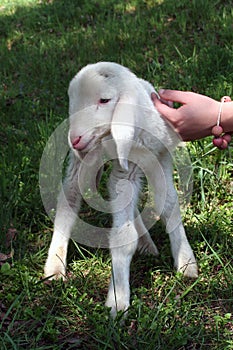 Lamb of the Tiroler Bergschaf or Pecora Alpina Tirolese type photo