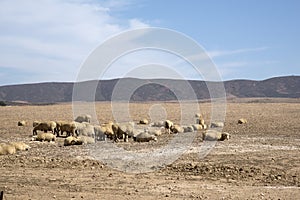 Sheep graze in the Swartland region of South Africa photo
