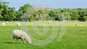 Sheep graze with their heads down on the big meadow.