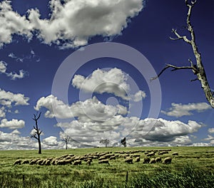 Sheep Graze Under Blue Skies in New South Wales Australia