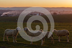 Sheep graze in the village at sunset