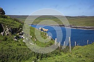 Sheep graze and walk along a cliff located in Isle of Skye