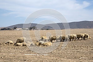 Sheep graze on wheat field in South Africa photo