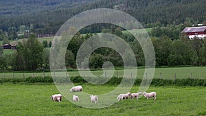 Sheep grazeing green grass and lambs playing together in a pasture near a forested mountain.