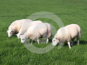 Sheep Grazing