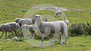 Sheep Grazing