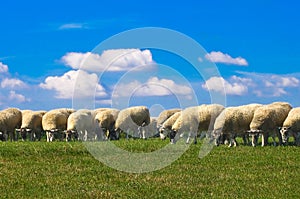 Sheep grazing