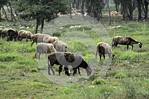 Sheep grazing