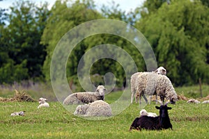 Sheep grazing