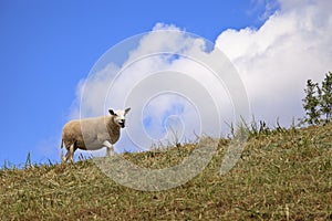 Sheep grazing