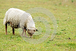 Sheep grazing