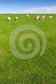 Sheep grazing