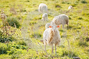 Sheep bleat and graze in the Sardinian countryside. photo