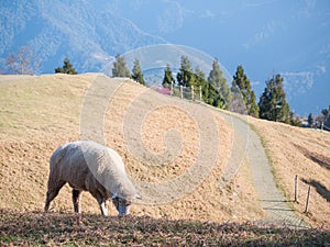 Sheep grazing