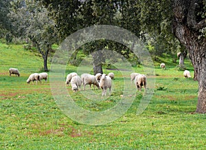 Sheep grazing