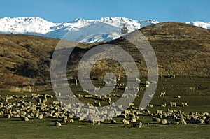 Sheep grazing