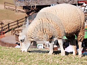 Sheep grazing