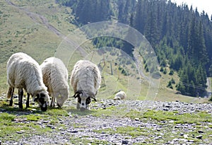 Sheep grazing