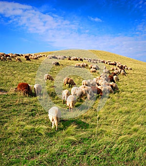 Sheep grazing photo